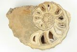 Cut/Polished Fossil Ammonite (Calycoceras) - Texas #198200-1